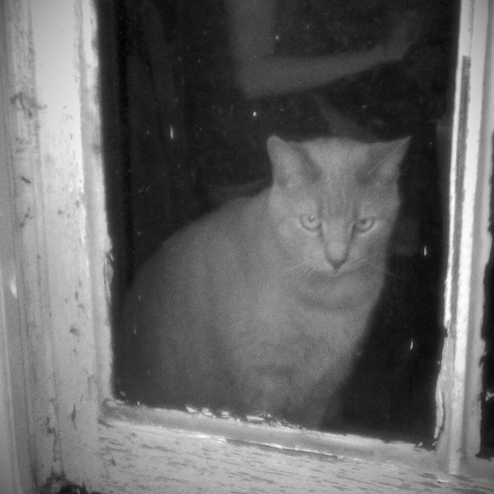 Cat in Window" - Photography Print, 8.5x11